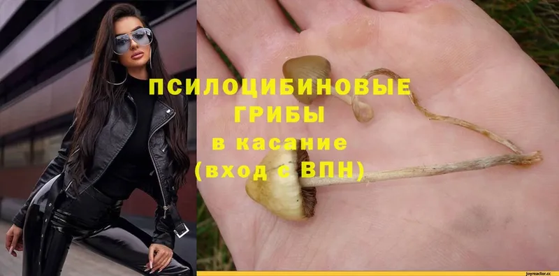 Псилоцибиновые грибы Psilocybe  купить наркоту  blacksprut рабочий сайт  Беслан 